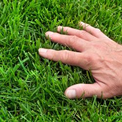 do-it-yourself-organic-lawn-care